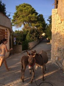 Silba donkeys